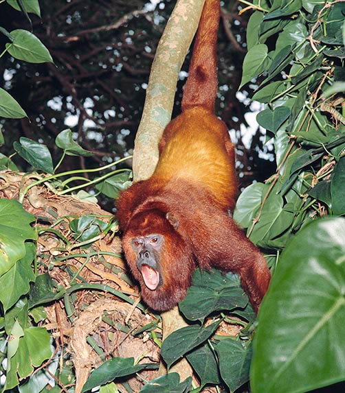 Un Alouuatta seniculus lanzando el propio grito en la selva © Giuseppe Mazza