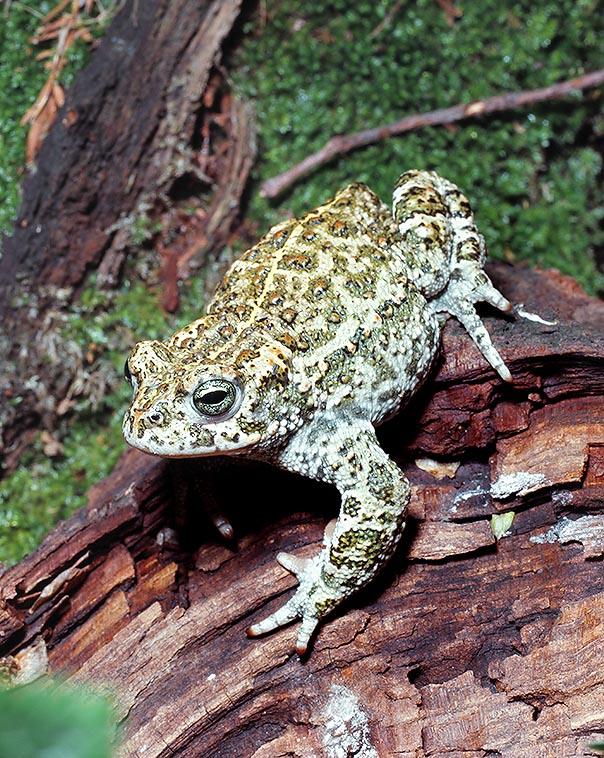 Bufo calamita. Toads are less endangered than frogs due to the poisonous skin and inedible flesh © Mazza