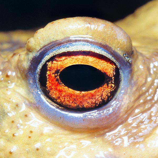 Vigilant eye of Bufo bufo. Anurans have a very wide field of view © Giuseppe Mazza