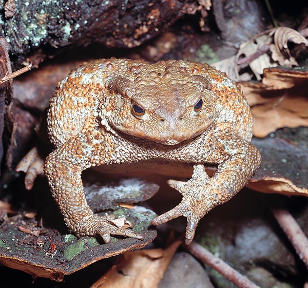 A toad (Bufo bufo) inflates to look bigger and scare off the intruder © Giuseppe Mazza