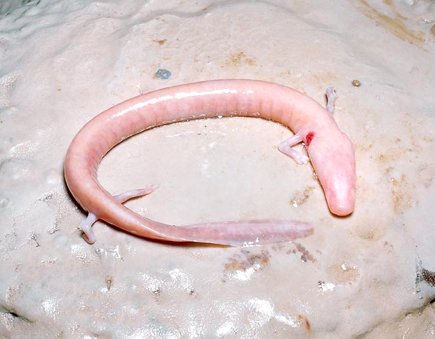 Vivendo al buio, in acque sotterranee, il Proteus anguinus ha perso gli occhi © Giuseppe Mazza