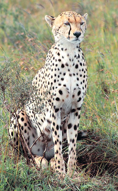 El ghepardo es el más veloz animal terrestre © Giuseppe Mazza