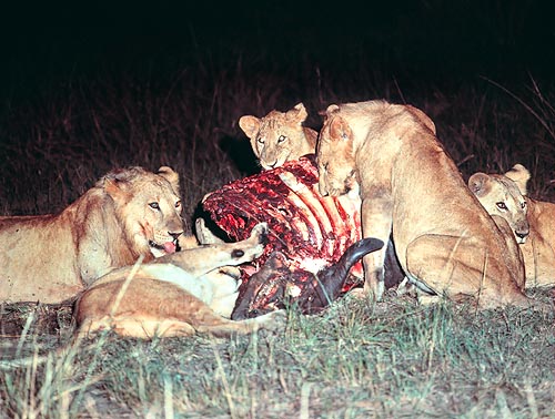 Soirée joyeuse, avec un buffle fraîchement tué © Giuseppe Mazza