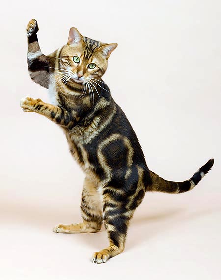 Rien n’est impossible à un chat, en particulier à un bengal © Giuseppe Mazza