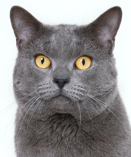 Chartreux © Giuseppe Mazza