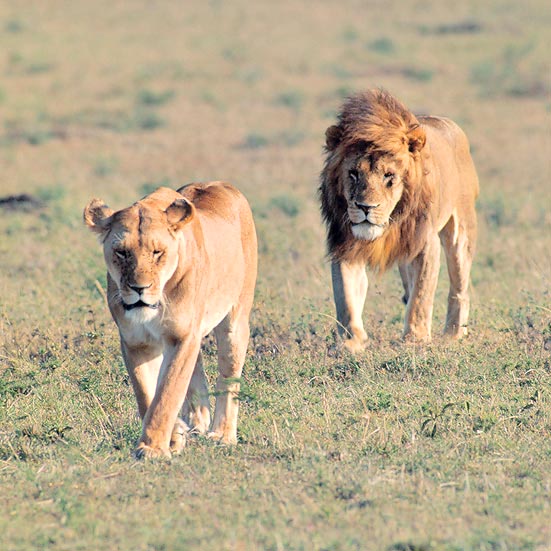 Los leones se reproducen todo el año © Giuseppe Mazza