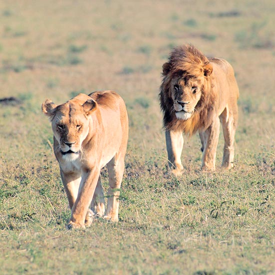 The lions reproduce all the year round © Giuseppe Mazza