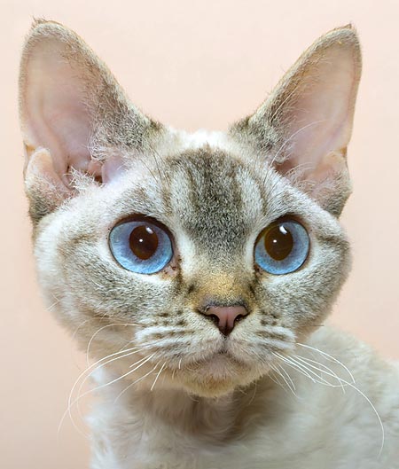 Les yeux du devon rex sont des fenêtres ouvertes sur un autre monde © Mazza