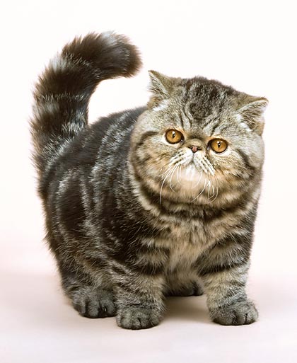 Exotic Shorthair © Giuseppe Mazza