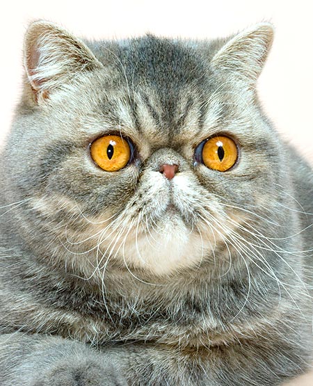 Exotic shorthair © Giuseppe Mazza