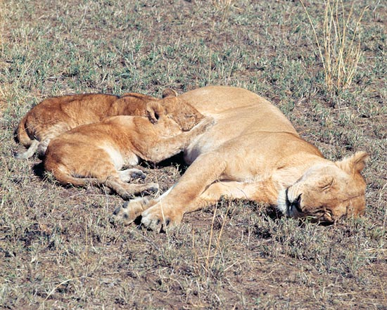 I leoncini sono ben accettati nel branco e le madri allattano spesso anche i figli altrui © G. Mazza