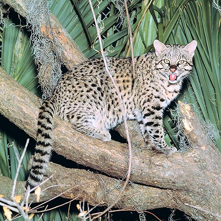 In barba al nome il Leopardus guigna è grande come un gatto © Giuseppe Mazza