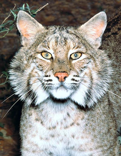 Le Bobcat (Lynx rufus) est plus petit que le lynx d'Europe © G. Mazza