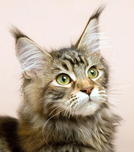 Maine Coon © Giuseppe Mazza