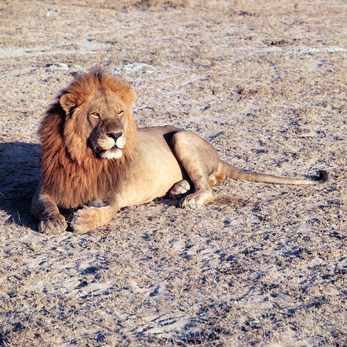 Le lion mâle dominant a un rôle indispensable dans la défense du territoire © Mazza