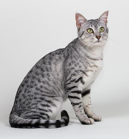 The Egyptian Mau is the Pharaohs’ famous sacred cat © Giuseppe Mazza