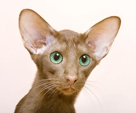 The function of the great ears of the Oriental Cat is to disperse the heat ©Mazza