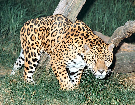 El jaguar se asemeja al leopardo, pero es más macizo, con las piernas más cortas © G. Mazza