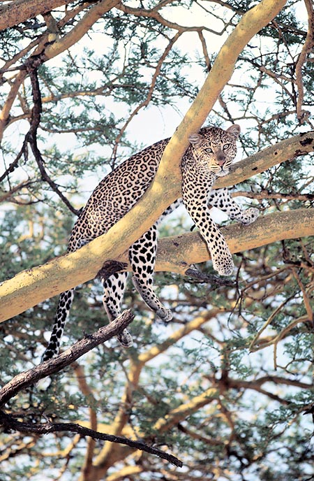 Un Panthera pardus mimetizado entre las ramas © Giuseppe Mazza