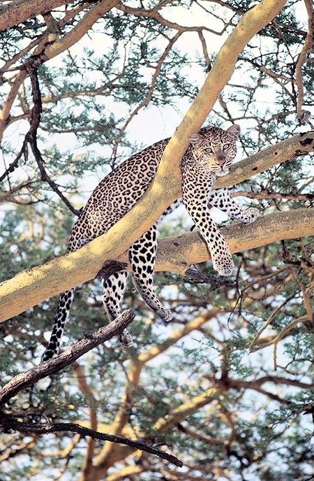 A Panthera pardus disguised between the branches © Giuseppe Mazza