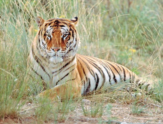 Le tigre est moins combatif et légèrement plus petit que le lion © Giuseppe Mazza