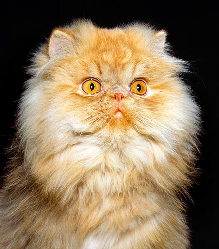 Persian Cat © Giuseppe Mazza