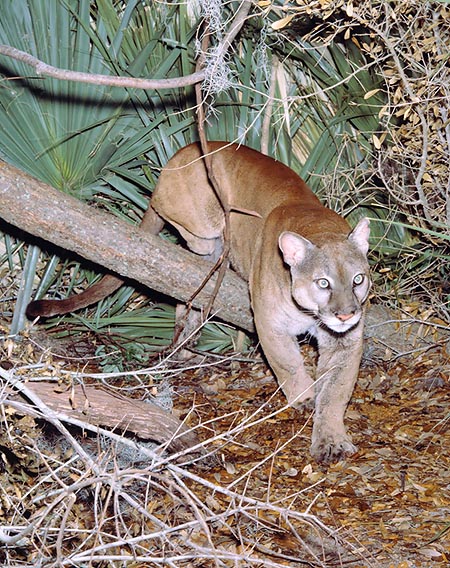 The Puma concolor coryii is a rare feline of Florida © Giuseppe Mazza