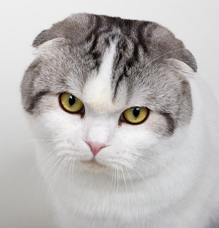 Scottish Fold © Giuseppe Mazza