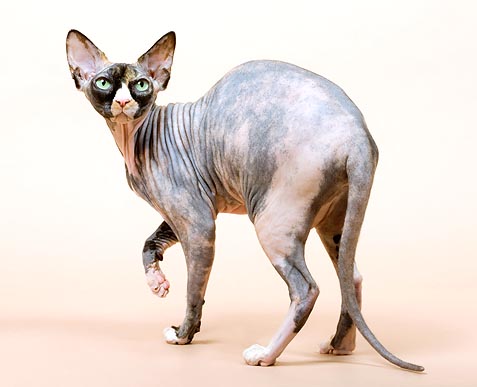 Sphynx: the bare cat © Giuseppe Mazza