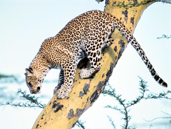 La lunga coda permette ai leopardi di mantenersi in equilibrio perfetto © Giuseppe Mazza