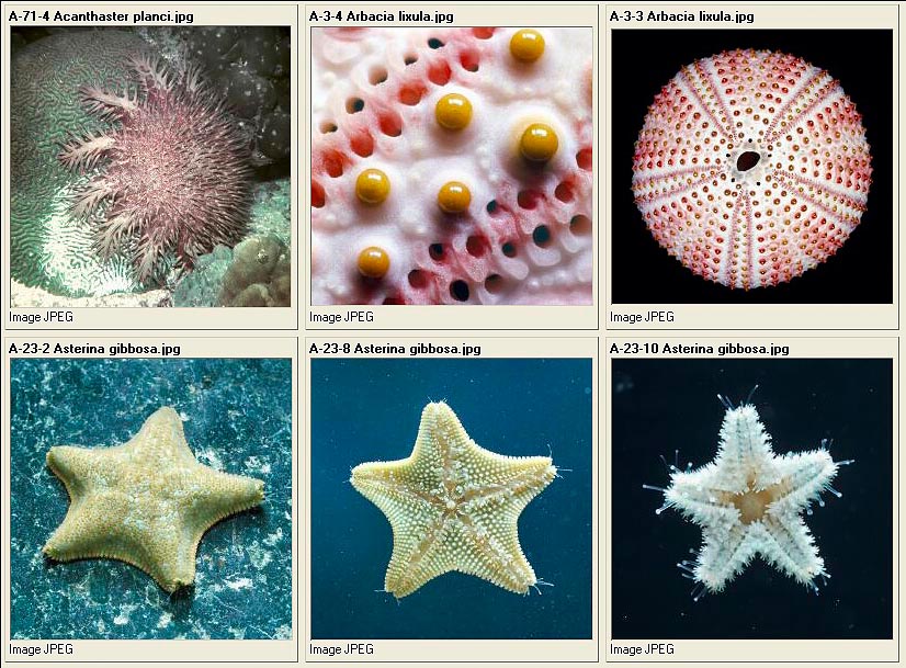 Echinodermata Monaco Nature Encyclopedia