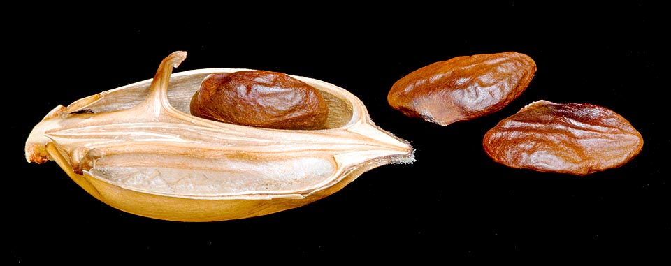 Frutto aperto di Acanthus mollis con semi. Si notano i due funicoli trasformati in molle che hanno espulso violentemente il seme a 5 m di distanza © Giuseppe Mazza