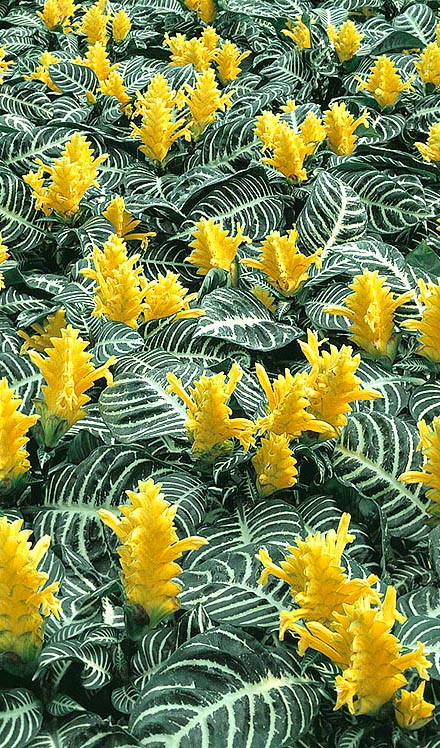 Aphelandra squarrosa © Giuseppe Mazza