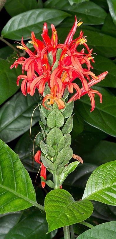 Pachystachys coccinea © Giuseppe Mazza