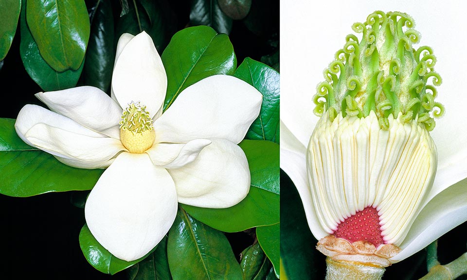 Magnoliaceae, Magnolia grandiflora