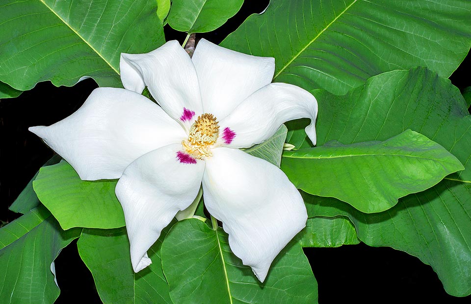 Magnoliaceae, Magnolia macrophylla