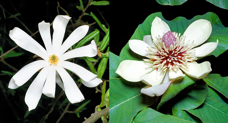Magnoliaceae, Magnolia stellata, Magnolia obovata