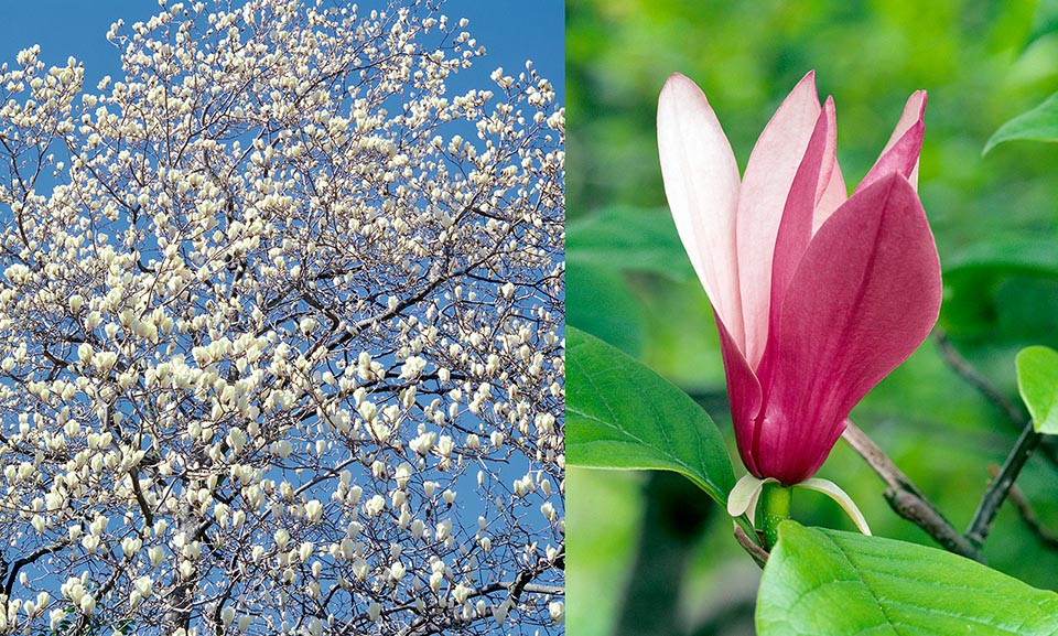 Magnoliaceae, Magnolia x soulangeana