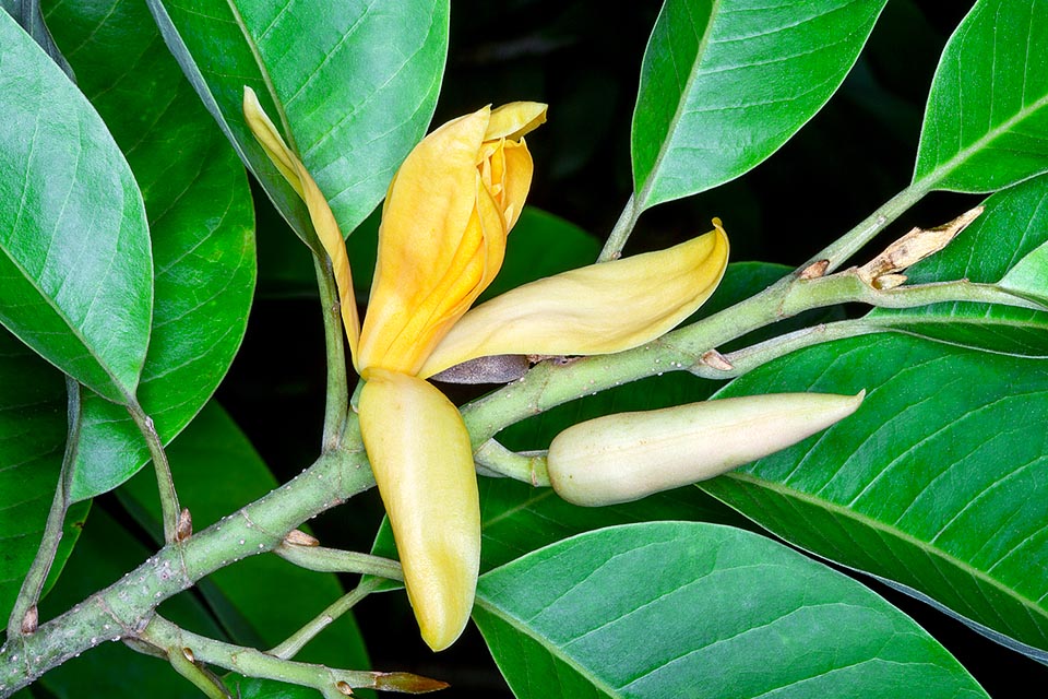 Magnoliaceae, Magnolia champaca