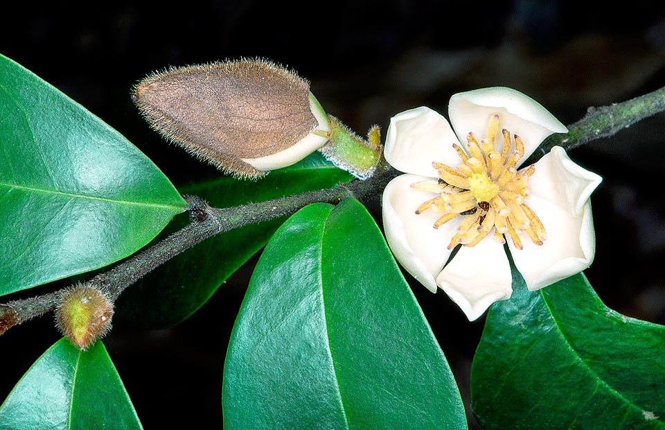 Magnoliaceae, Magnolia figo