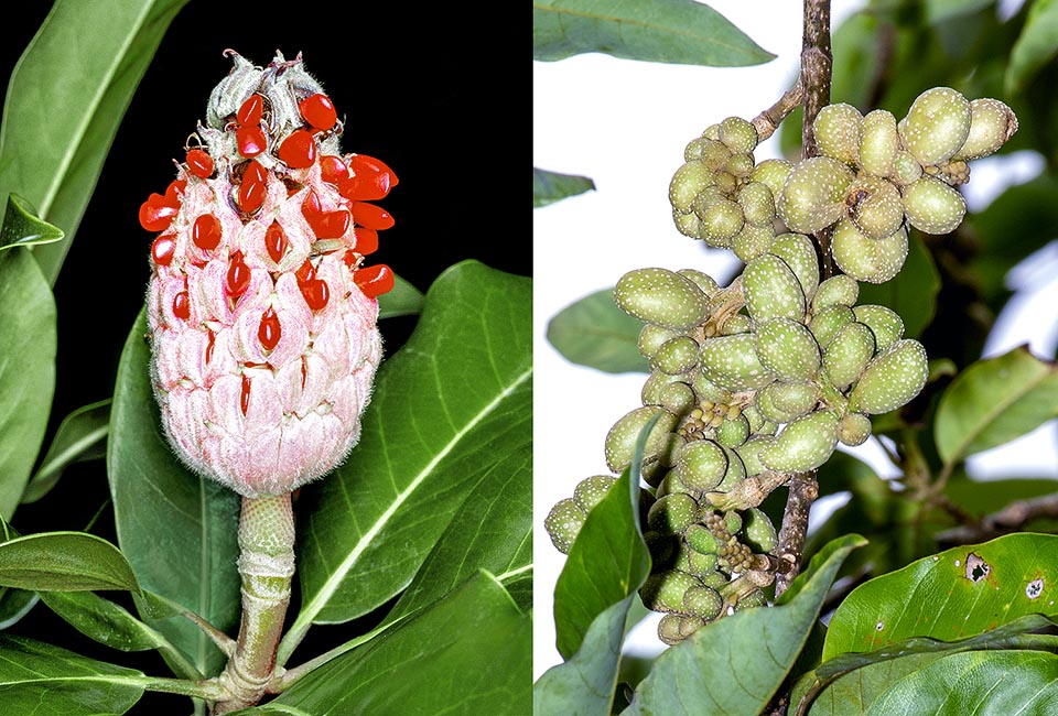 Magnoliaceae frutti, Magnolia grandiflora, Magnolia champaca