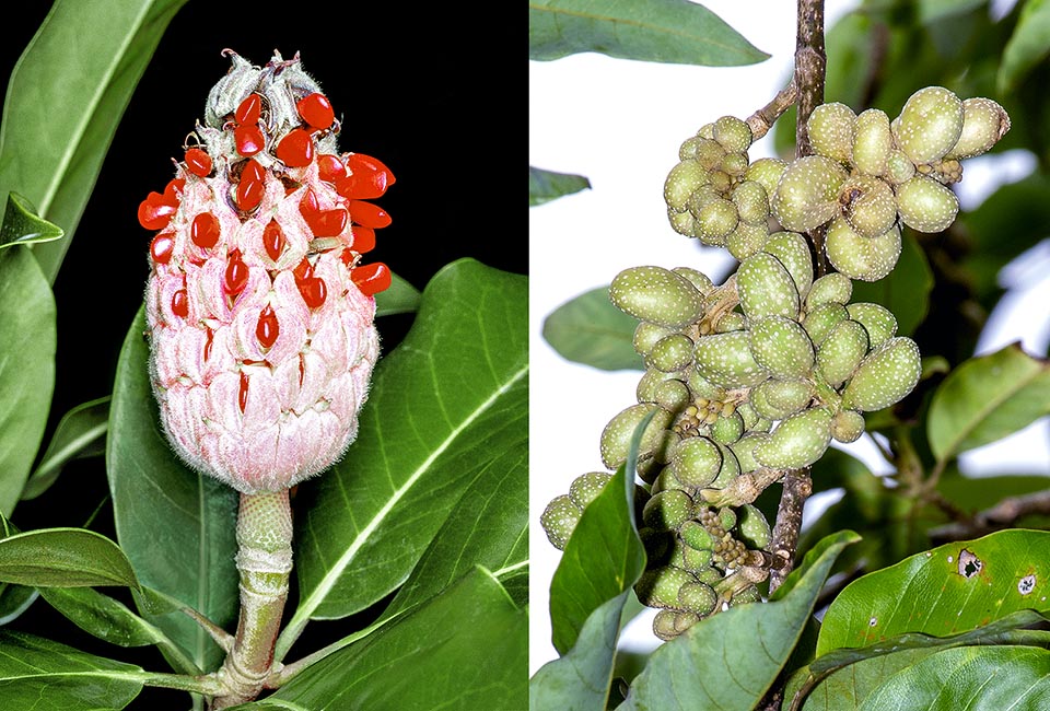 Magnoliaceae infrutescence, Magnolia grandiflora, Magnolia champaca