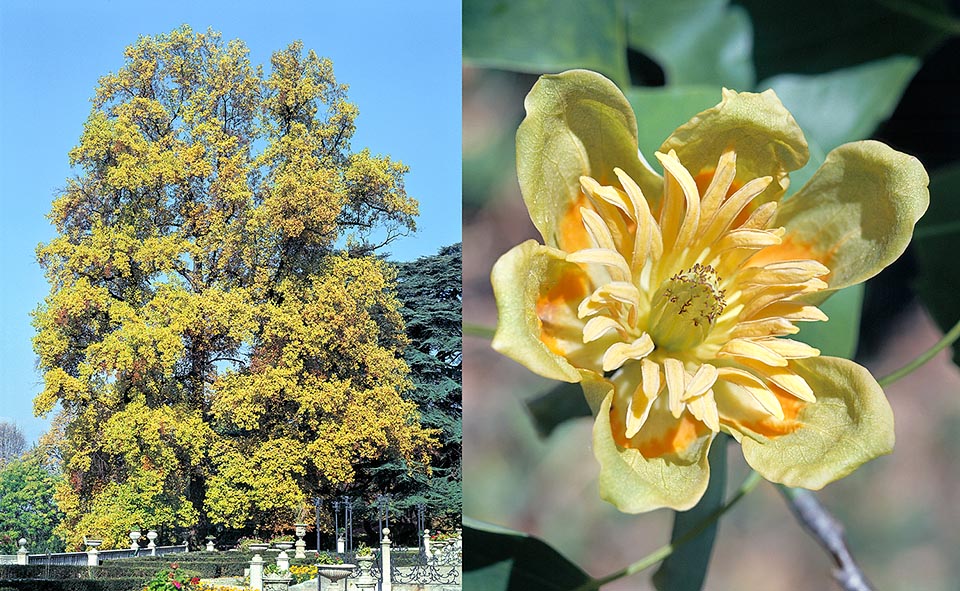 Magnoliaceae, Liriodendron tulipifera