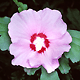 Malvaceae Monaco Nature Encyclopedia