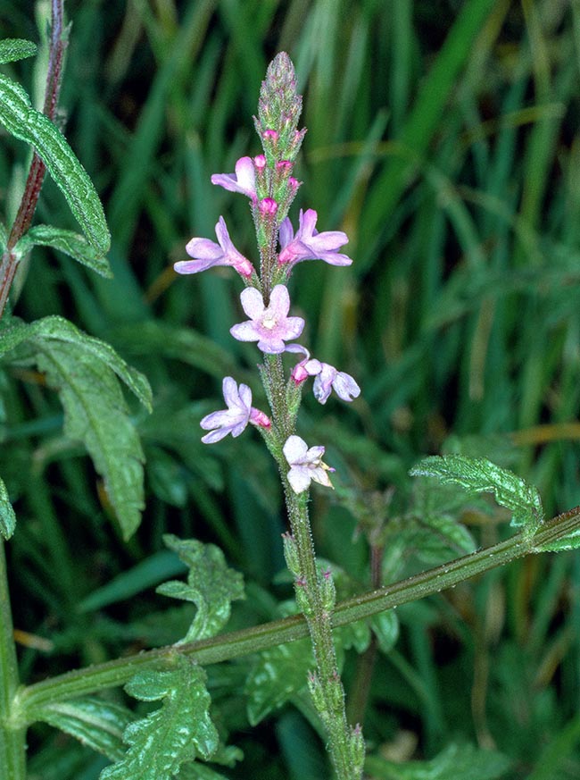 Verbenaceae, Verbena officinalis