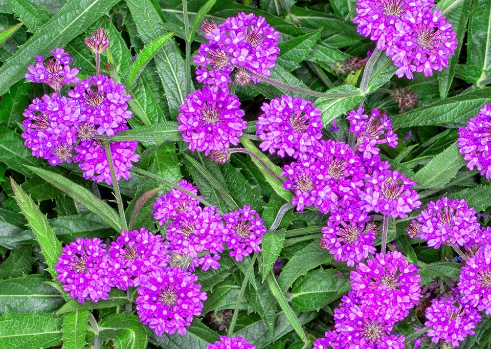 Verbenaceae, Verbena rigida