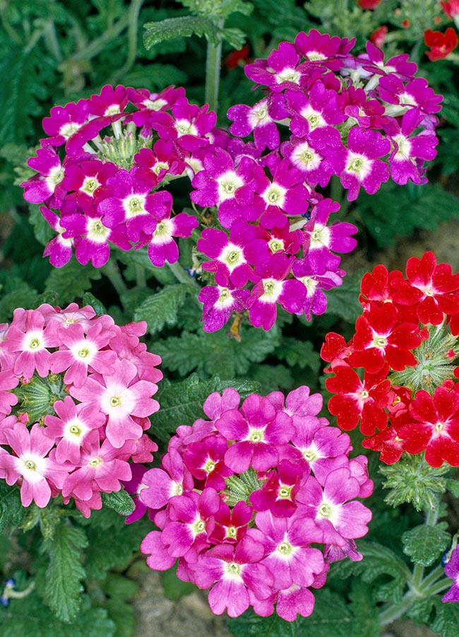 Verbenaceae, Verbena hybrida