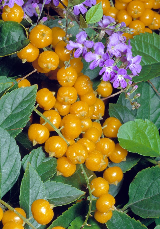 Verbenaceae, Duranta erecta