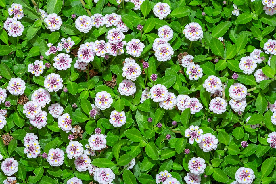 Verbenaceae, Phyla nodiflora