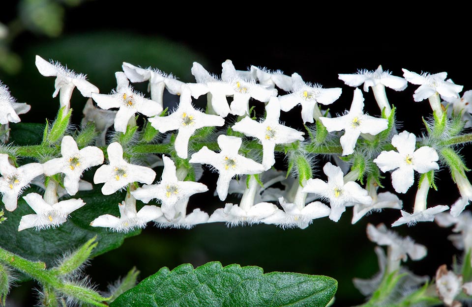 Verbenaceae, Aloysia gratissima